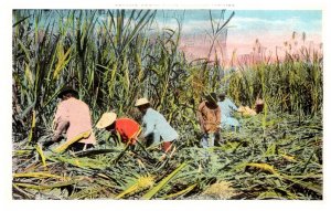 Hawaii Cutting Sugar Cane