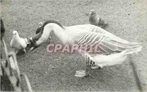 Postcard Modern Cane Goose Pigeons