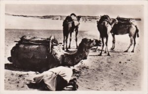 Camels In The Desert La Priere dans le desert Casablanca 1953 Real Photo