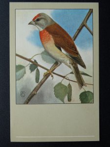 Bird Theme LINNET c1950s Postcard by P. Sluis Series 9 No.106