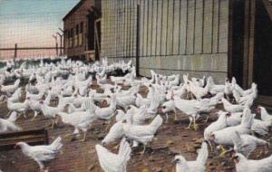 Birds White Yellow Legged Chickens Private Ranch Hotel Potter Santa Barbara C...