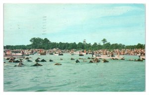 Wild Pony Swim, Chincoteague Island, VA Postcard *6L(3)29