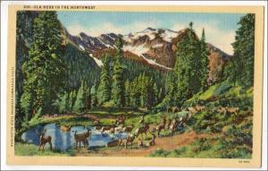 WA - Elk Herd in the High Olympics