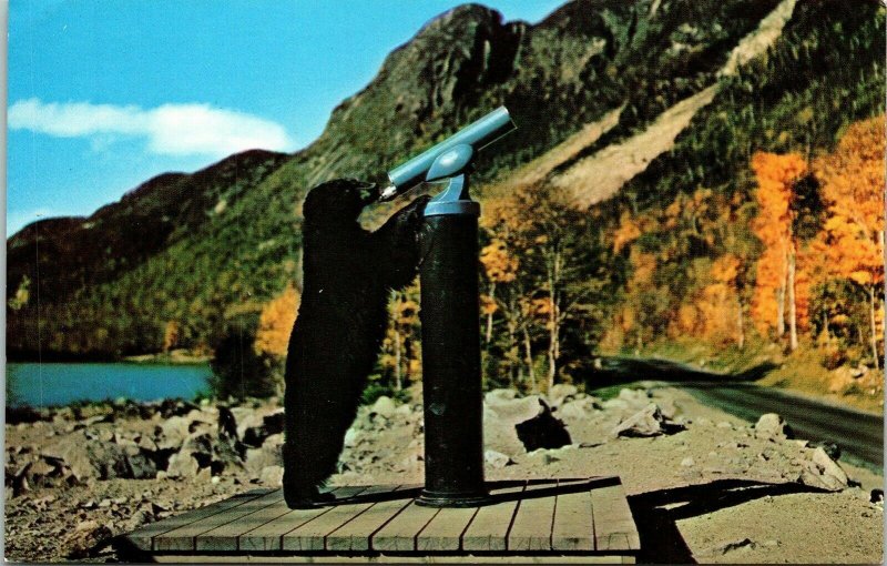 Franconia Notch New Hampshire Bear NH Postcard Mike Roberts VTG UNP Vintage