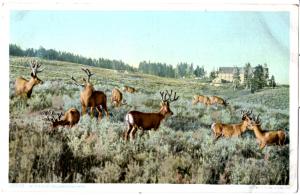 YELLOWSTONE, WILD ELK, (WITH HOTEL IN BACKGROUND) DIVIDED BACK