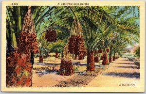 A California Date Garden Toms Desert Land CA Beautiful Scenic View Postcard