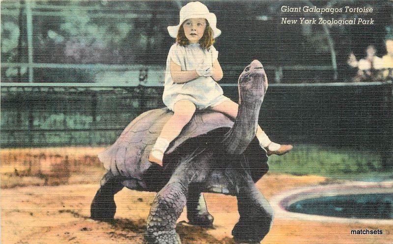 Giant Galapagos Turtle girl Colorpicture New York Zoological Park postcard 10576