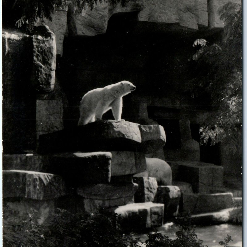 c1940s Brookfield, IL RPPC Polar Bear Zoological Park Real Photo Postcard A93