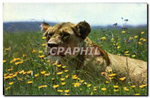 Modern Postcard Lioness resting Lion