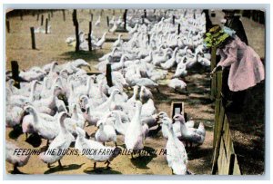 1910 Feeding The Ducks, Duck Farm Allentown Pennsylvania PA Antique Postcard