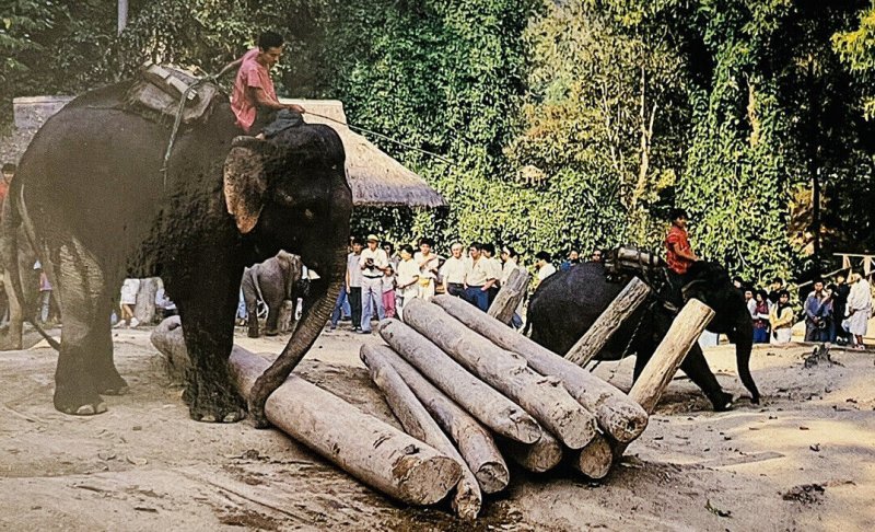 Thailand Well Trained Elephants Teak Wood Forests Vintage Postcard