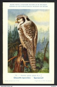 OWL #72 - Chouette eperviere Sperweruil - Hub Dupond artist