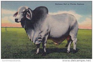 Brahman Bull In Florida Pastures Osceola County Florida