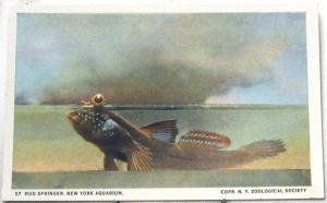 H2421    NEW YORK, N.Y.  POSTCARD,  AQUARIUM