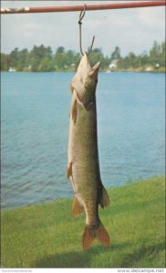 Musky Fishing Is Good