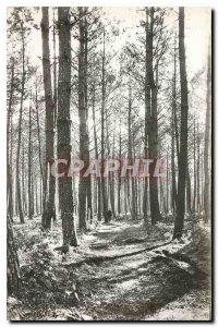 Old Postcard Landes Mimizan beach the pine forest