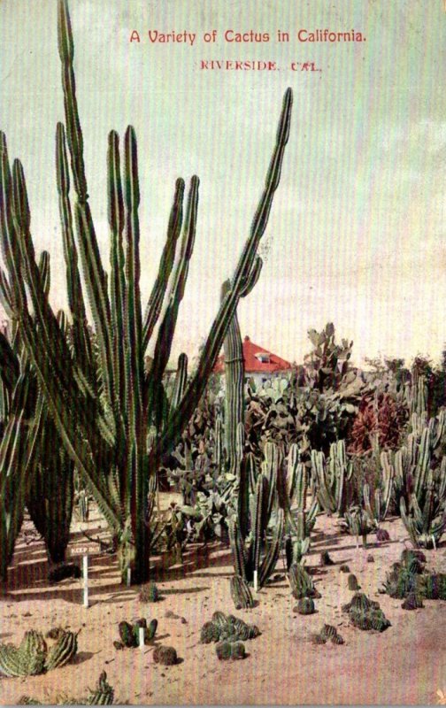 California Riverside A Variety Of Cactus In California 1908