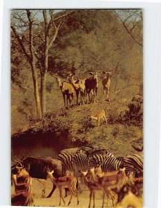 Postcard Tolerance Amongst Game Animals Kruger National Park South Africa