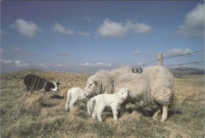 Animals Postcard - Sheep, Welsh Mountain Ewe and Lambs Ref.RR18401
