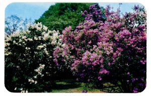 NY - Rochester. Highland Park, Lilacs