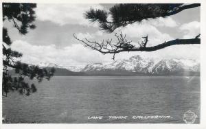 RPPC  LAKE TAHOE,  CA California  LAKE & PINE BRANCHES  c1940s  Frasher Postcard