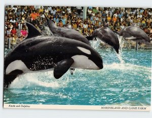 Postcard Kandu and Dolphins, Marineland And Game Farm, Niagara Falls, Canada