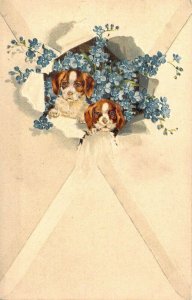 c.1905  Two Great Brown and White Puppies, Old Post Card