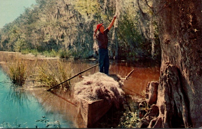 Gathering Spanish Moss From Cypress Trees From A Southern Swamp