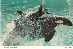 Diving Whale Ride Sea World  - Orlando, Florida FL Postcard