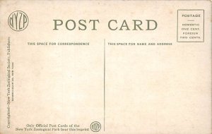 Sable Antelope Deer Unused 