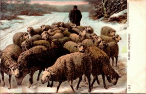 Vtg 1904 Flock of Sheep Returning to the Farm Unused Undivided Back Postcard