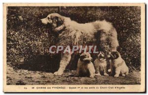 Dog - Dogs Pyrenees - Gazost and Small Kennel club Argeles - Old Postcard