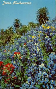 TX - Texas Bluebonnets