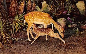 Deer Suckles her Young Fawn Silver Springs, Florida, USA Deer Unused 