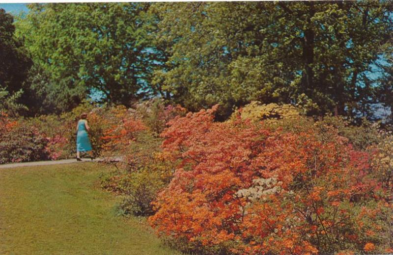 Azaleas at Highland Park, Rochester, New York