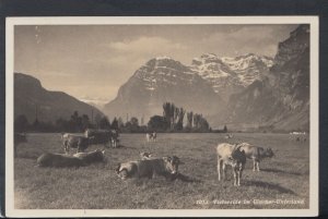Switzerland Postcard - Viehweide Im Glarner-Unterland   T6820