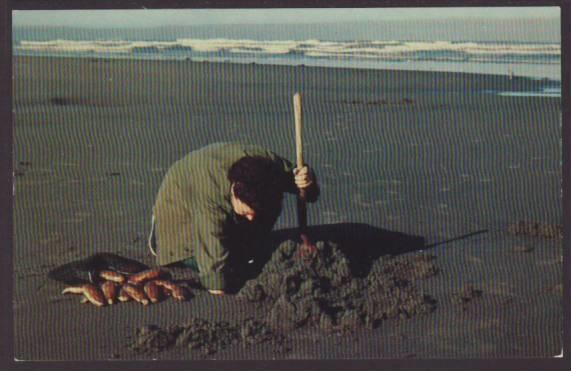 Clam Digging,Pacific Coast Postcard 