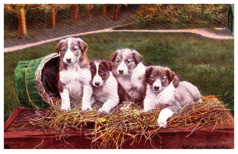 Dog Collie puppies