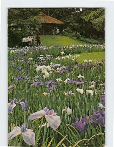 Postcard The Iris Garden at Meiji Shrine, Tokyo, Japan