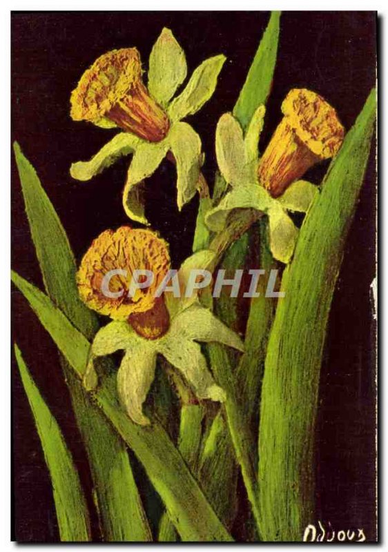 Old Postcard Narcissus Flower Bicolor