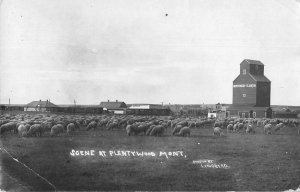 Plentywood Montana Sheep Ranch Real Photo Vintage Postcard AA44992