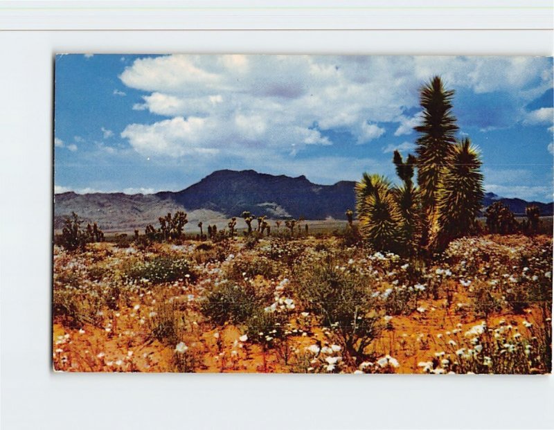 Postcard Garden of Desert, California