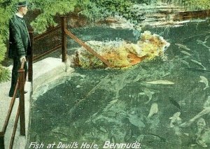 Postcard Early View of Fish at Devil's Hole in Bermuda.    Q4