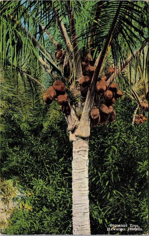 VINTAGE POSTCARD COCONUT TREE HAWAIIAN ISLANDS PRINTED c. 1910 [small pinhole]