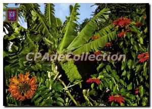 Postcard Modern Plataneras Tenerife Flores