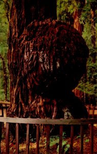 California Santa Cruz County Big Trees Park Giant Burl