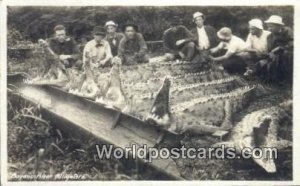 Real Photo Bayano River Alligators Panama Panama 1930 