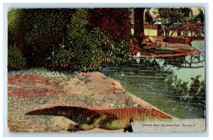 c1910's Soldier's Home Alligator Pool Dayton Ohio OH Posted Antique Postcard