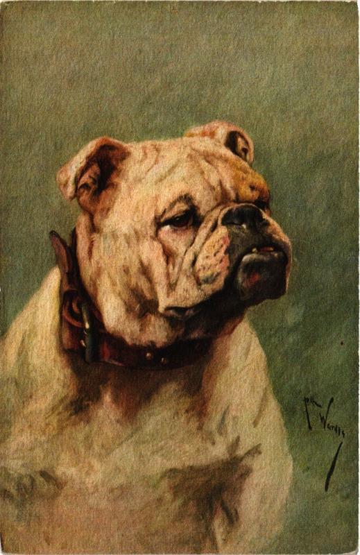 CPA AK English bulldog DOGS (728125)