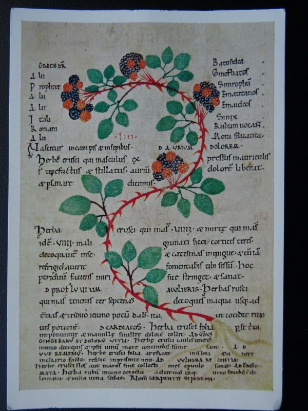 Historical Document BLACKBERRY FROM A HERBAL BOOK at BURY ST. EDMUNDS c1100 RPPC